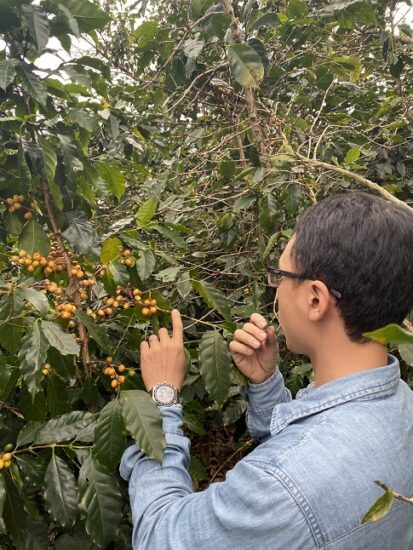 Cà phê Arabica Bourbon là gì, nguồn gốc ở đâu và được trồng tại Việt Nam thế nào?